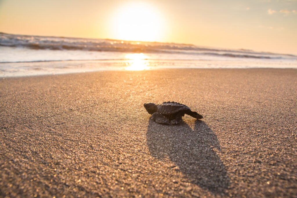En el Día Mundial de la Biodiversidad, FIAES destaca las soluciones basadas en naturaleza como grandes aliadas para la protección de especies 3